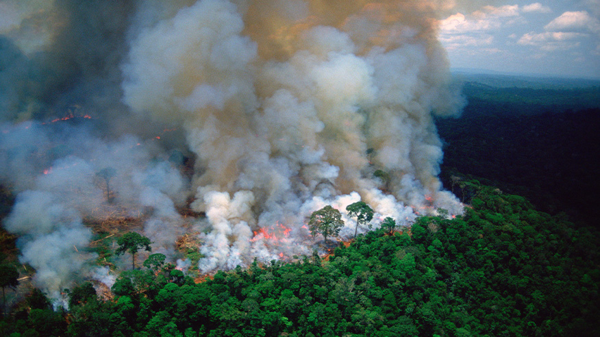 Picture of trees being burnt